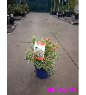 Pieris jap. 'Little Frosty'® C 2 L